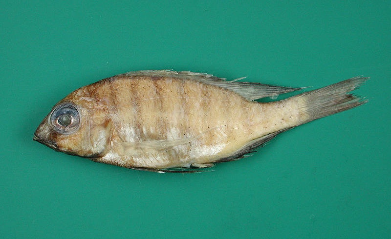 Placidochromis msakae 'Msaka'
